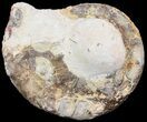Mammites Ammonite - Goulmima, Morocco #44640-1